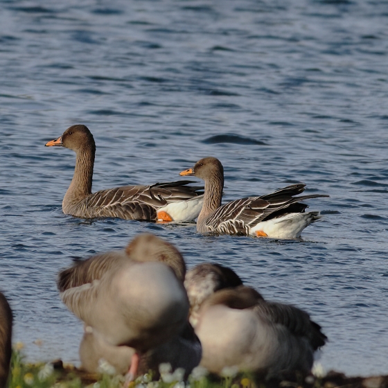 Taiga Bean Goose BTO British Trust for Ornithology